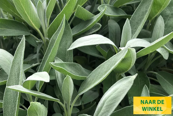 Salie-Evita-Compact-Volmary.jpg Salie-Evita-Compact-Volmary.jpg