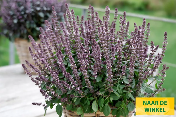 Basilicum-Belmona-Purple-Volmary.jpg Basilicum-Belmona-Purple-Volmary.jpg