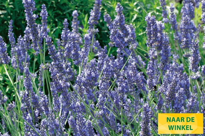 Lavendel-Grosso-Volmary.jpg Lavendel-Grosso-Volmary.jpg