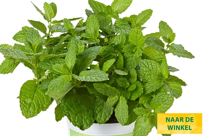 Munt-Casablanca-Volmary.jpg Munt-Casablanca-Volmary.jpg