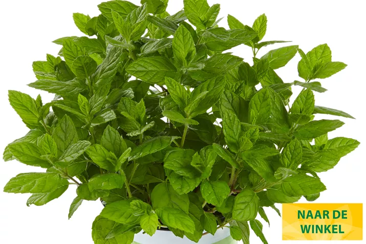 Munt-Garden-Mint-Volmary.jpg Munt-Garden-Mint-Volmary.jpg