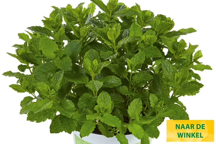 Munt-Marokko-Volmary.jpg Munt-Marokko-Volmary.jpg