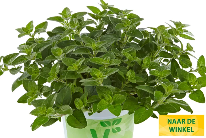 Oregano-Margeritha-Volmary.jpg Oregano-Margeritha-Volmary.jpg