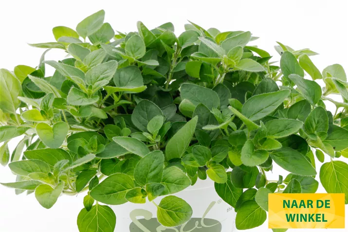 Oregano-Vitara-Green-Volmary.jpg Oregano-Vitara-Green-Volmary.jpg