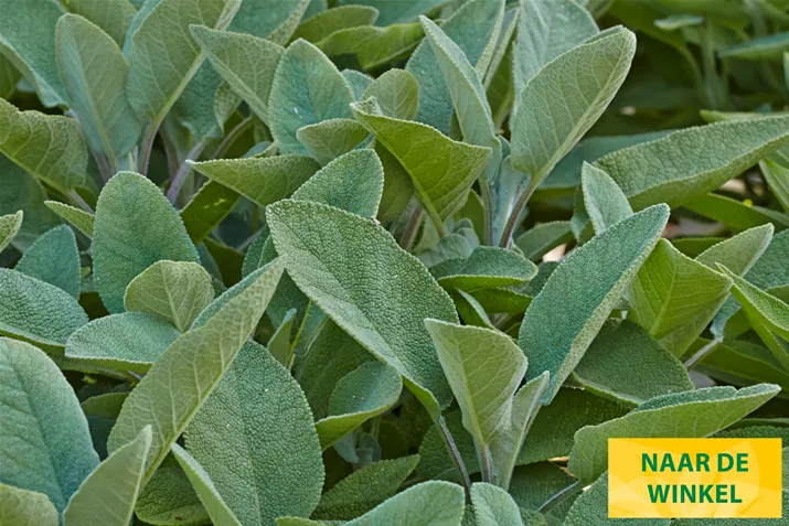 Salie-Culinaria-Volmary.jpg Salie-Culinaria-Volmary.jpg