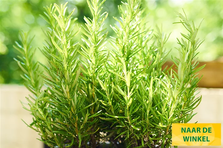 Rozemarijn-Abraxas-Volmary.jpg Rozemarijn-Abraxas-Volmary.jpg