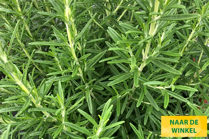 Rozemarijn-Britania-Volmary.jpg Rozemarijn-Britania-Volmary.jpg