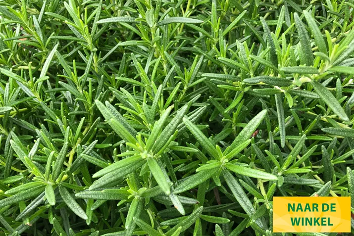 Rozemarijn-Riviera-Bush-Volmary.jpg Rozemarijn-Riviera-Bush-Volmary.jpg