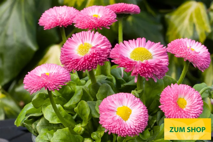 Beluga-Easy-Rose-Volmary.jpg Beluga-Easy-Rose-Volmary.jpg