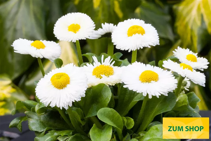 Beluga-Easy-White-Volmary.jpg Beluga-Easy-White-Volmary.jpg