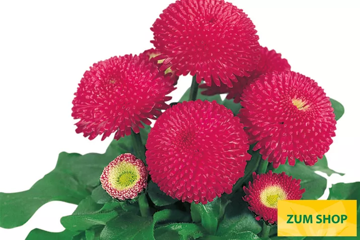 Tasso-Deep-Rose-Volmary.jpg Tasso-Deep-Rose-Volmary.jpg