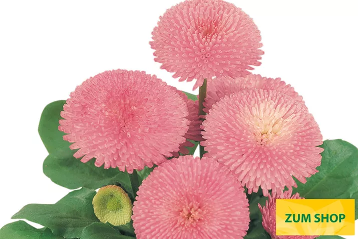 Tasso-Pink-Volmary.jpg Tasso-Pink-Volmary.jpg