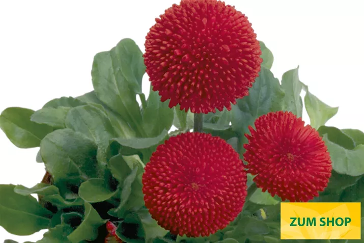 Tasso-Red-Volmary.jpg Tasso-Red-Volmary.jpg