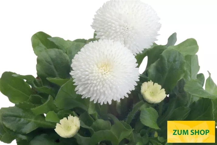 Tasso-White-Volmary.jpg Tasso-White-Volmary.jpg