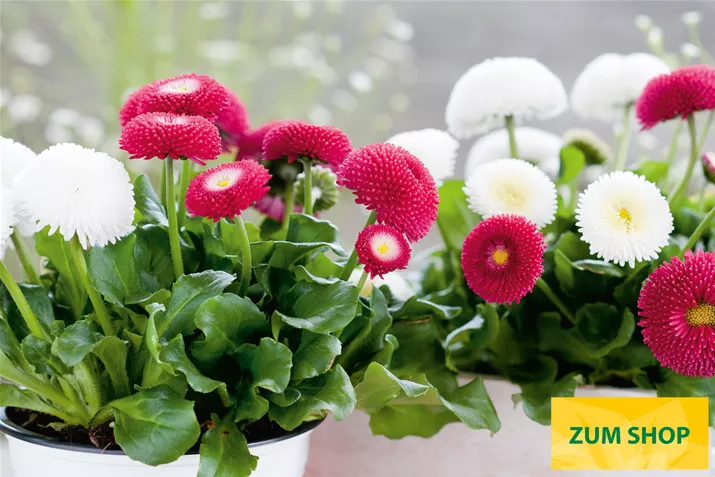 Tasso-Mix-Volmary.jpg Tasso-Mix-Volmary.jpg