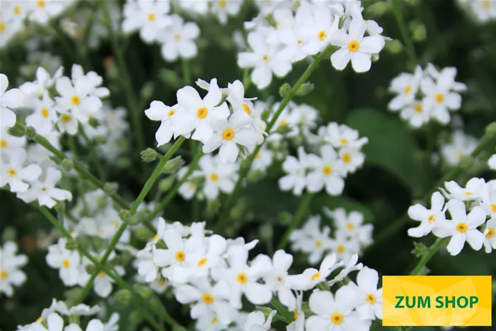 Great-Friend-White-Volmary.jpg Great-Friend-White-Volmary.jpg