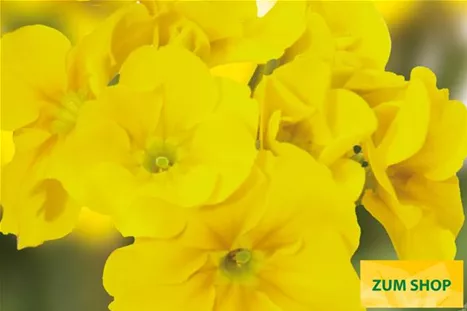 Inara-Gold-Volmary.jpg Inara-Gold-Volmary.jpg