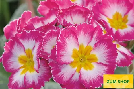 Inara-Pink-Bicolor-Volmary.jpg Inara-Pink-Bicolor-Volmary.jpg