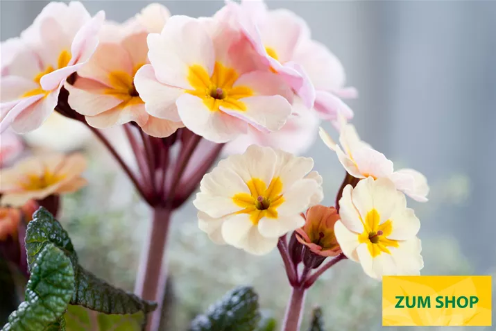 Sylvita-Peach-Melba-Volmary.jpg Sylvita-Peach-Melba-Volmary.jpg