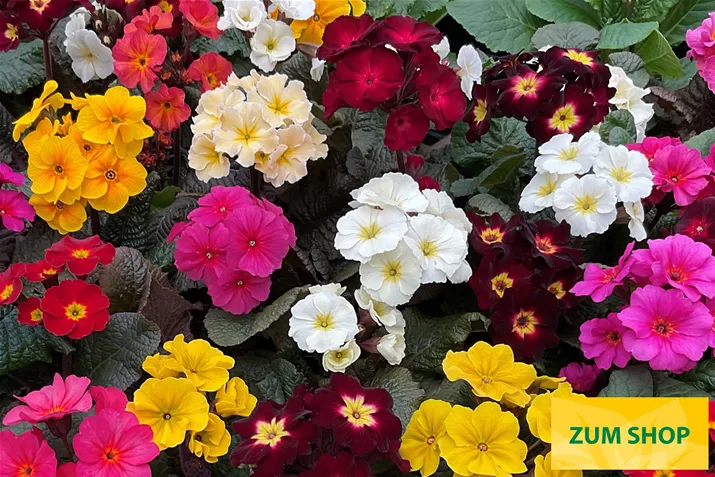 Sylvita-Compact-Mix-Volmary.jpg Sylvita-Compact-Mix-Volmary.jpg