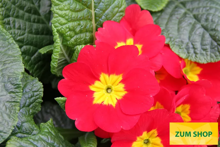 Arizona-Scarlet-Volmary.jpg Arizona-Scarlet-Volmary.jpg