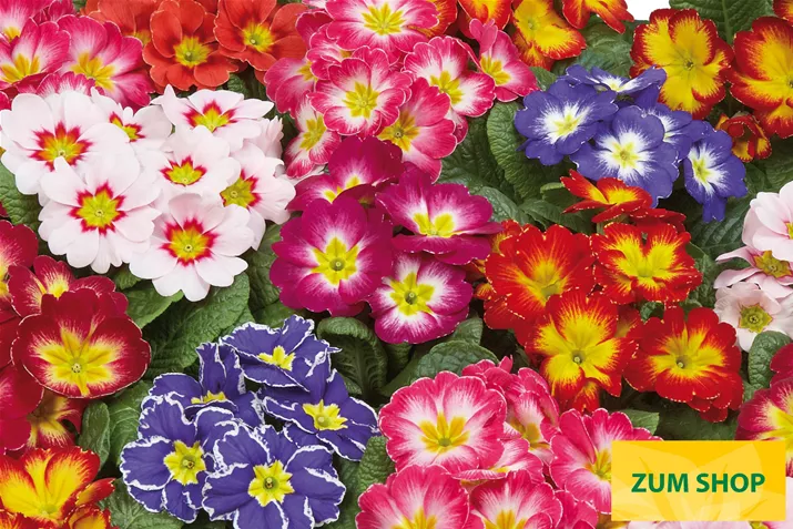 Arizona-Special-Mix-Volmary.jpg Arizona-Special-Mix-Volmary.jpg