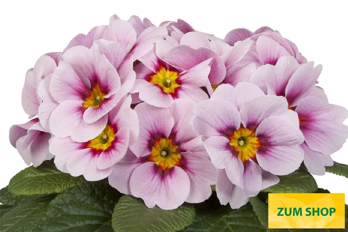 Paradiso-Mid-Appleblossom-Volmary.jpg Paradiso-Mid-Appleblossom-Volmary.jpg