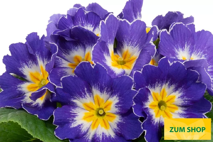 Paradiso-Mid-Blue-Bicolor-Volmary.jpg Paradiso-Mid-Blue-Bicolor-Volmary.jpg