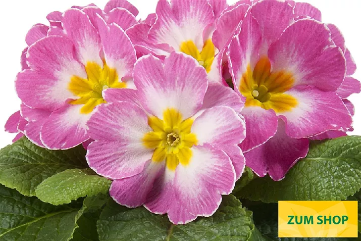 Paradiso-Mid-Pink-Bicolor-Volmary.jpg Paradiso-Mid-Pink-Bicolor-Volmary.jpg