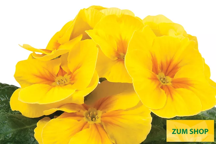 Paradiso-Mid-Yellow-Volmary.jpg Paradiso-Mid-Yellow-Volmary.jpg