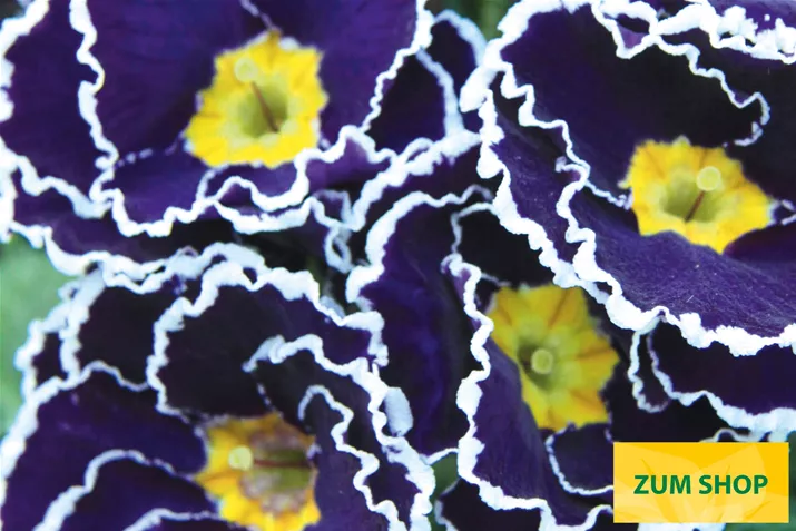 Sacarina-Blue-Volmary.jpg Sacarina-Blue-Volmary.jpg