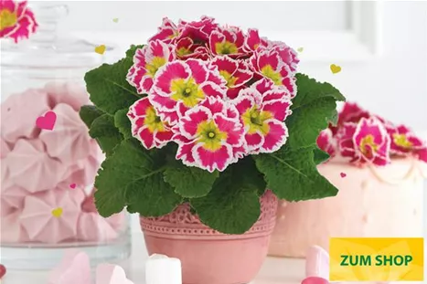 Sacarina-Rose-Volmary.jpg Sacarina-Rose-Volmary.jpg