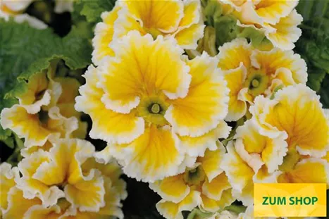 Sacarina-Yellow-Volmary.jpg Sacarina-Yellow-Volmary.jpg