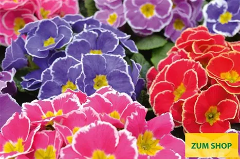 Sacarina-Mix-Volmary.jpg Sacarina-Mix-Volmary.jpg