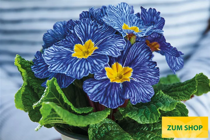 Nautilus-Blue-Vein-Volmary.jpg Nautilus-Blue-Vein-Volmary.jpg