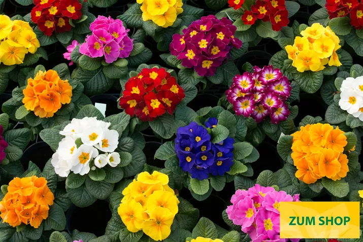 Paradiso-Mid-Mix-Volmary.jpg Paradiso-Mid-Mix-Volmary.jpg