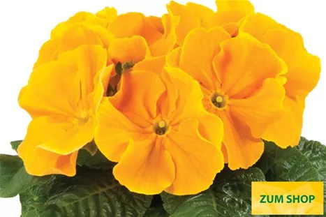 Paradiso-Late-Golden-Orange-Volmary.jpg Paradiso-Late-Golden-Orange-Volmary.jpg