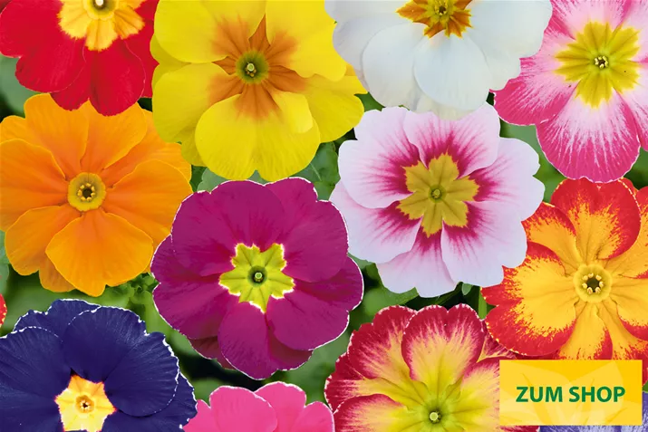 Alaska-Special-Mix-Volmary.jpg Alaska-Special-Mix-Volmary.jpg