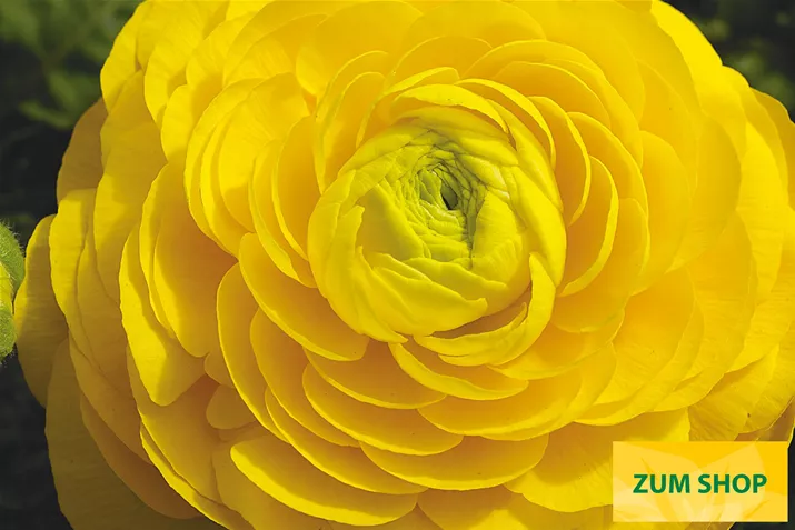 Ranunculus-Magic-Yellow-Volmary.jpg Ranunculus-Magic-Yellow-Volmary.jpg