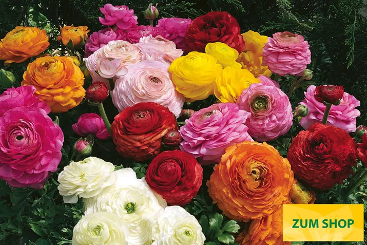 Ranunculus-Magic-Mix-Volmary.jpg Ranunculus-Magic-Mix-Volmary.jpg