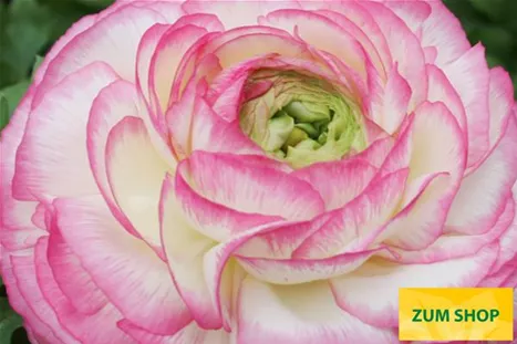 Gambit-Bicolor-Pink-Volmary.jpg Gambit-Bicolor-Pink-Volmary.jpg