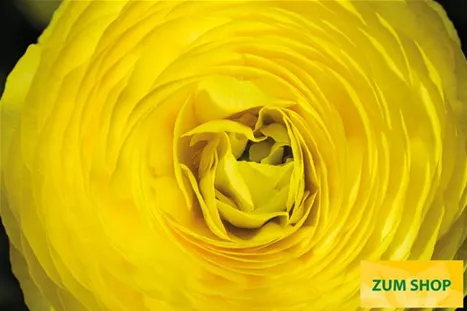 Gambit-Yellow-Volmary.jpg Gambit-Yellow-Volmary.jpg