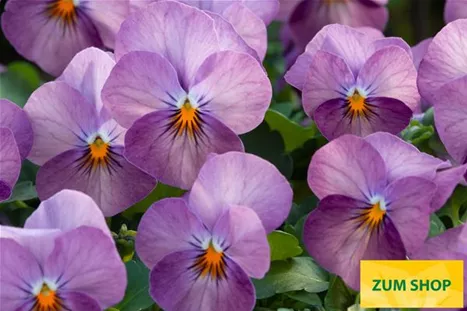 Twix-Plum-Volmary.jpg Twix-Plum-Volmary.jpg