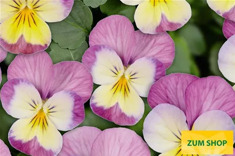 Twix-Lemon-Pink-Wing-Volmary.jpg Twix-Lemon-Pink-Wing-Volmary.jpg