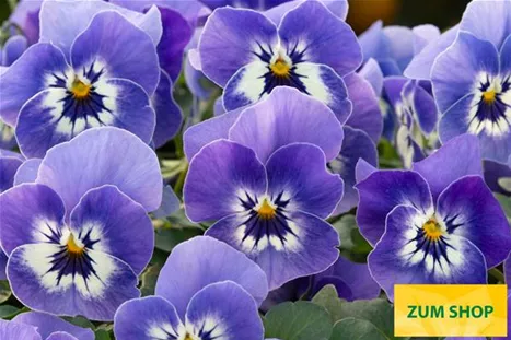 Twix-Dark-Marina-Volmary.jpg Twix-Dark-Marina-Volmary.jpg