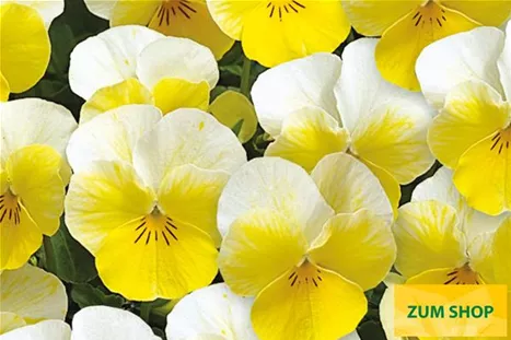 Twix-Primrose-Volmary.jpg Twix-Primrose-Volmary.jpg