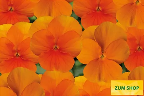 Twix-Tangerine-Volmary.jpg Twix-Tangerine-Volmary.jpg