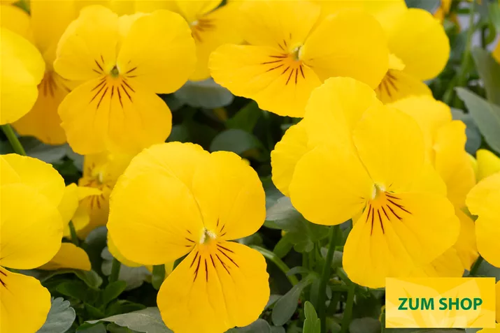 Twix-Power-Yellow-Volmary.jpg Twix-Power-Yellow-Volmary.jpg