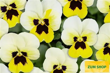 Twix-Power-Lemon-Frost-With-Eye-Volmary.jpg Twix-Power-Lemon-Frost-With-Eye-Volmary.jpg