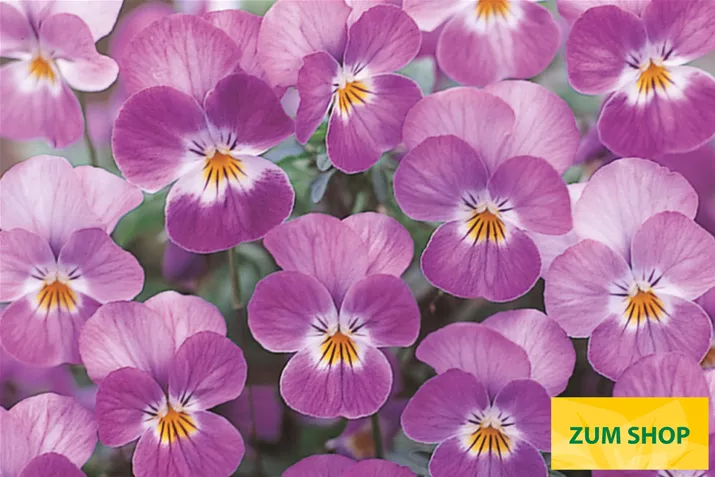 Ice-Babies-Rose-Face-Volmary.jpg Ice-Babies-Rose-Face-Volmary.jpg